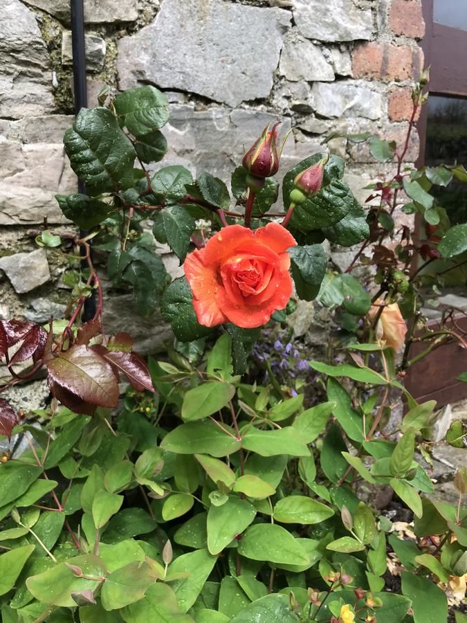 Дома для отпуска Cleggan Farm Holiday Cottages Cleggan-45